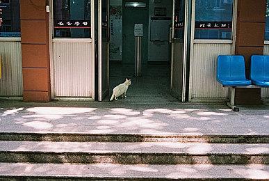 英伟达发布535.98版显卡驱动 优化《暗黑4》等游戏