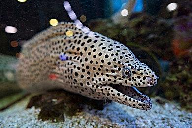 EA公布《FIFA 22手游版》 加入全程语音实况解说